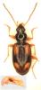 Bembidion bualei